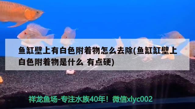 魚缸壁上有白色附著物怎么去除(魚缸缸壁上白色附著物是什么有點(diǎn)硬)