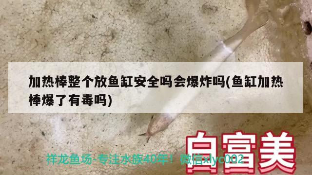 加熱棒整個放魚缸安全嗎會爆炸嗎(魚缸加熱棒爆了有毒嗎) 福滿鉆魚