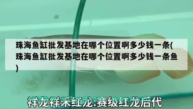 珠海魚缸批發(fā)基地在哪個(gè)位置啊多少錢一條(珠海魚缸批發(fā)基地在哪個(gè)位置啊多少錢一條魚) 金三間魚