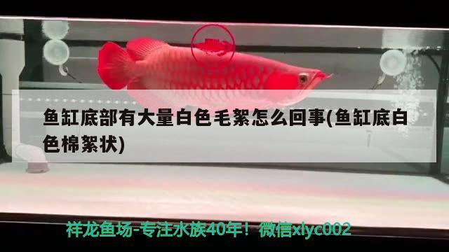 魚缸底部有大量白色毛絮怎么回事(魚缸底白色棉絮狀)