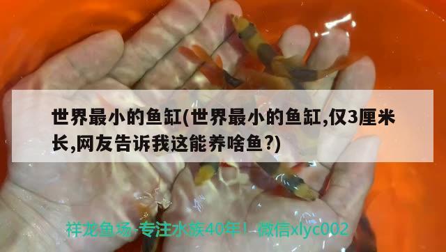 世界最小的魚缸(世界最小的魚缸,僅3厘米長,網(wǎng)友告訴我這能養(yǎng)啥魚?) 龍鳳鯉魚