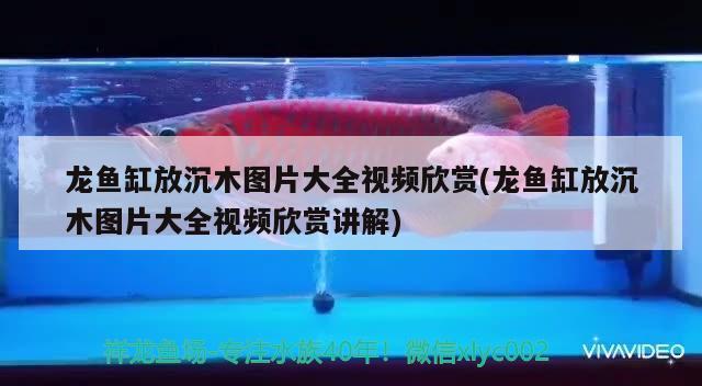 龍魚缸放沉木圖片大全視頻欣賞(龍魚缸放沉木圖片大全視頻欣賞講解) 除藻劑