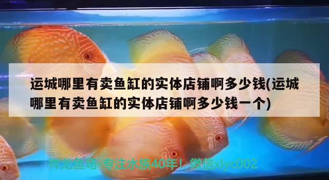 運城哪里有賣魚缸的實體店鋪啊多少錢(運城哪里有賣魚缸的實體店鋪啊多少錢一個) 海水魚（海水魚批發(fā)）