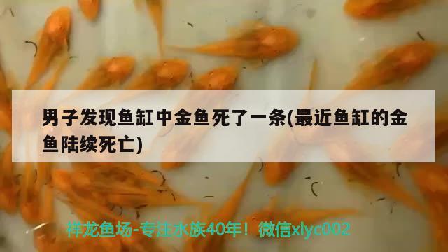 男子發(fā)現(xiàn)魚缸中金魚死了一條(最近魚缸的金魚陸續(xù)死亡) 水族品牌