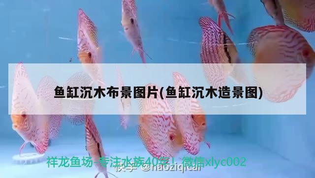 魚(yú)缸沉木布景圖片(魚(yú)缸沉木造景圖) 七彩神仙魚(yú)