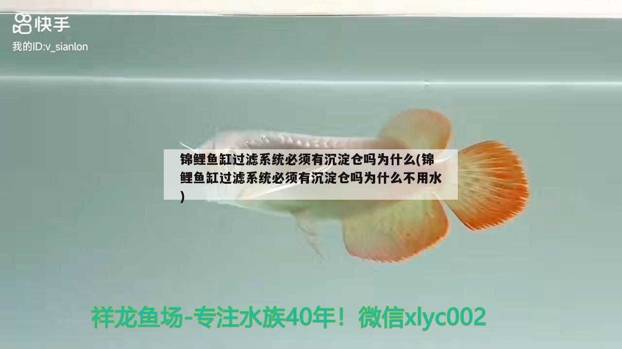 錦鯉魚缸過濾系統(tǒng)必須有沉淀倉嗎為什么(錦鯉魚缸過濾系統(tǒng)必須有沉淀倉嗎為什么不用水) 暹羅巨鯉