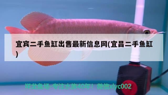 宜賓二手魚缸出售最新信息網(wǎng)(宜昌二手魚缸) 印尼小紅龍