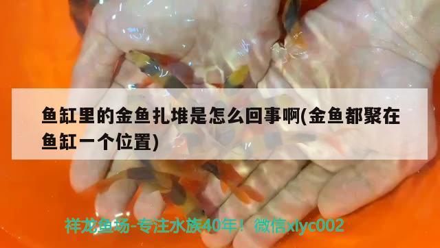 魚缸里的金魚扎堆是怎么回事啊(金魚都聚在魚缸一個(gè)位置)