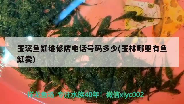 玉溪魚缸維修店電話號碼多少(玉林哪里有魚缸賣)