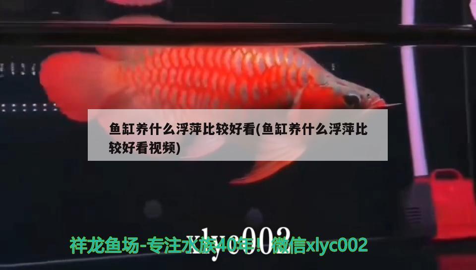 魚缸養(yǎng)什么浮萍比較好看(魚缸養(yǎng)什么浮萍比較好看視頻) 稀有金龍魚