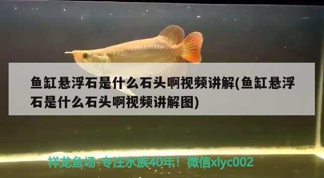 魚缸懸浮石是什么石頭啊視頻講解(魚缸懸浮石是什么石頭啊視頻講解圖) 元寶鳳凰魚專用魚糧