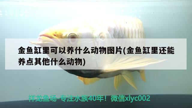 金魚(yú)缸里可以養(yǎng)什么動(dòng)物圖片(金魚(yú)缸里還能養(yǎng)點(diǎn)其他什么動(dòng)物) 月光鴨嘴魚(yú)