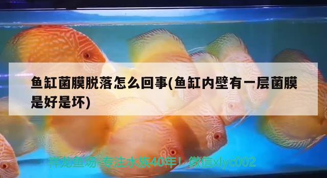 魚缸菌膜脫落怎么回事(魚缸內(nèi)壁有一層菌膜是好是壞)