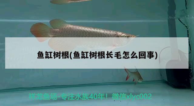 魚缸樹根(魚缸樹根長毛怎么回事)