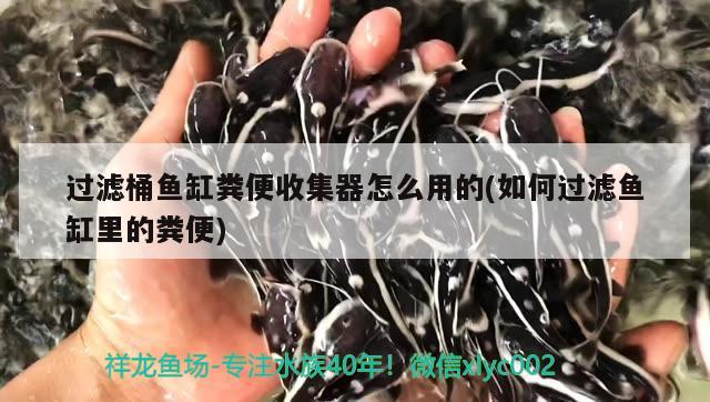 過濾桶魚缸糞便收集器怎么用的(如何過濾魚缸里的糞便) 印尼虎苗