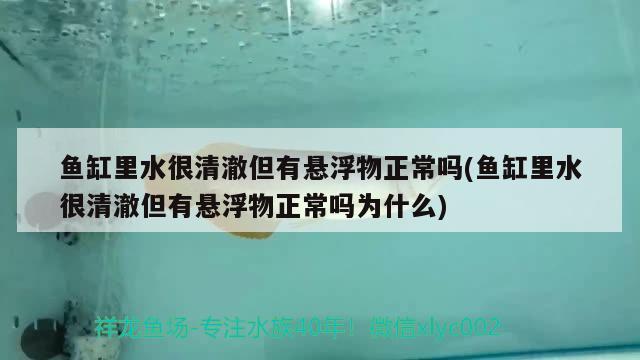 魚缸里水很清澈但有懸浮物正常嗎(魚缸里水很清澈但有懸浮物正常嗎為什么)