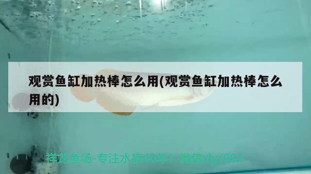 觀賞魚(yú)缸加熱棒怎么用(觀賞魚(yú)缸加熱棒怎么用的)