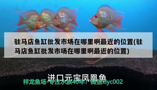 駐馬店魚缸批發(fā)市場在哪里啊最近的位置(駐馬店魚缸批發(fā)市場在哪里啊最近的位置)