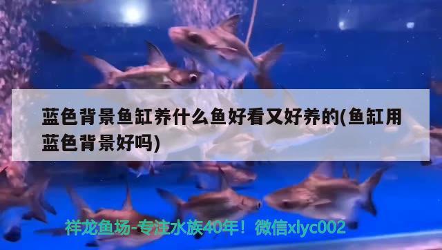 藍(lán)色背景魚缸養(yǎng)什么魚好看又好養(yǎng)的(魚缸用藍(lán)色背景好嗎)