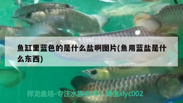 魚缸里藍(lán)色的是什么鹽啊圖片(魚用藍(lán)鹽是什么東西) 朱巴利魚