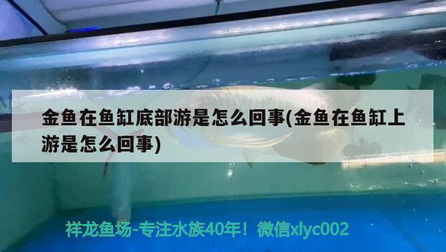 金魚在魚缸底部游是怎么回事(金魚在魚缸上游是怎么回事)