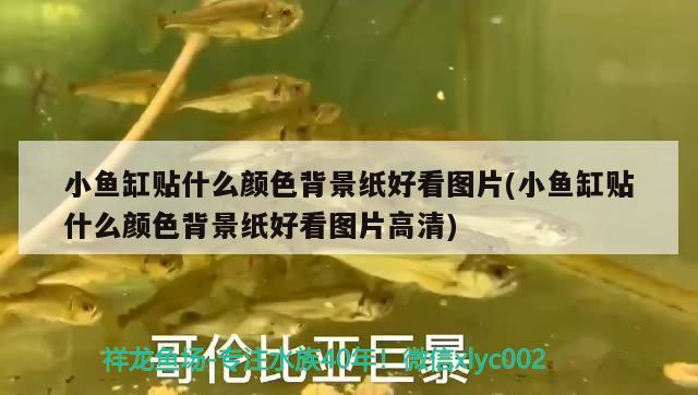 小魚缸貼什么顏色背景紙好看圖片(小魚缸貼什么顏色背景紙好看圖片高清) 水族雜談