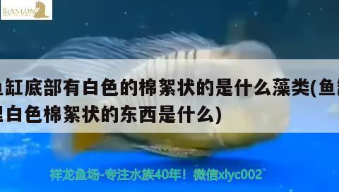 魚缸底部有白色的棉絮狀的是什么藻類(魚缸里白色棉絮狀的東西是什么)