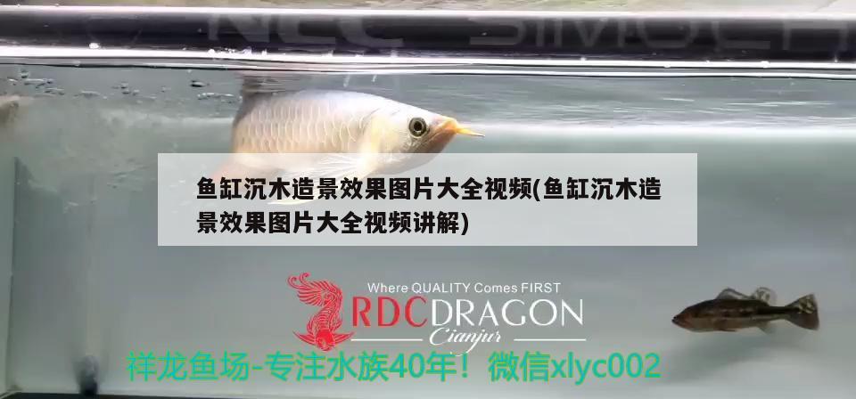 魚缸沉木造景效果圖片大全視頻(魚缸沉木造景效果圖片大全視頻講解) 養(yǎng)魚知識