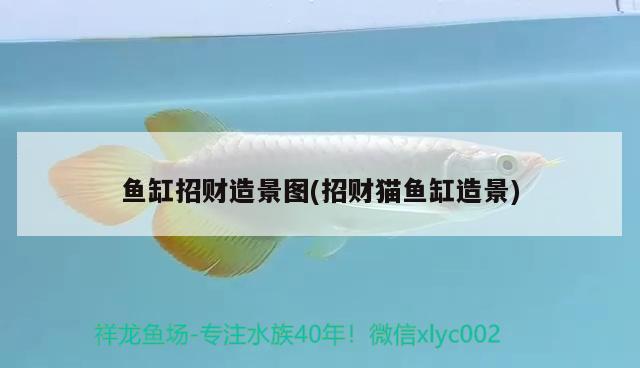 魚(yú)缸招財(cái)造景圖(招財(cái)貓魚(yú)缸造景) 黑云魚(yú)