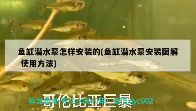 魚缸潛水泵怎樣安裝的(魚缸潛水泵安裝圖解使用方法) 高背金龍魚