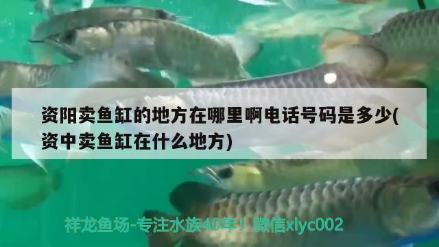 資陽(yáng)賣魚缸的地方在哪里啊電話號(hào)碼是多少(資中賣魚缸在什么地方) PH調(diào)節(jié)劑