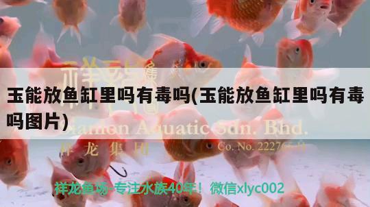 玉能放魚缸里嗎有毒嗎(玉能放魚缸里嗎有毒嗎圖片)