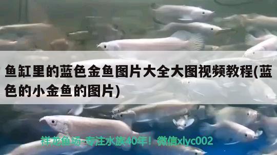 魚缸里的藍(lán)色金魚圖片大全大圖視頻教程(藍(lán)色的小金魚的圖片) 銀龍魚苗