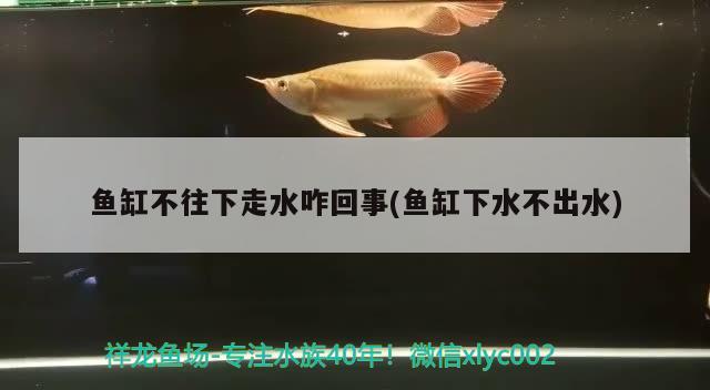 魚缸不往下走水咋回事(魚缸下水不出水) 泰國(guó)雪鯽魚