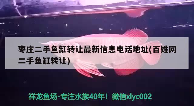 棗莊二手魚缸轉(zhuǎn)讓最新信息電話地址(百姓網(wǎng)二手魚缸轉(zhuǎn)讓) 龍魚批發(fā)