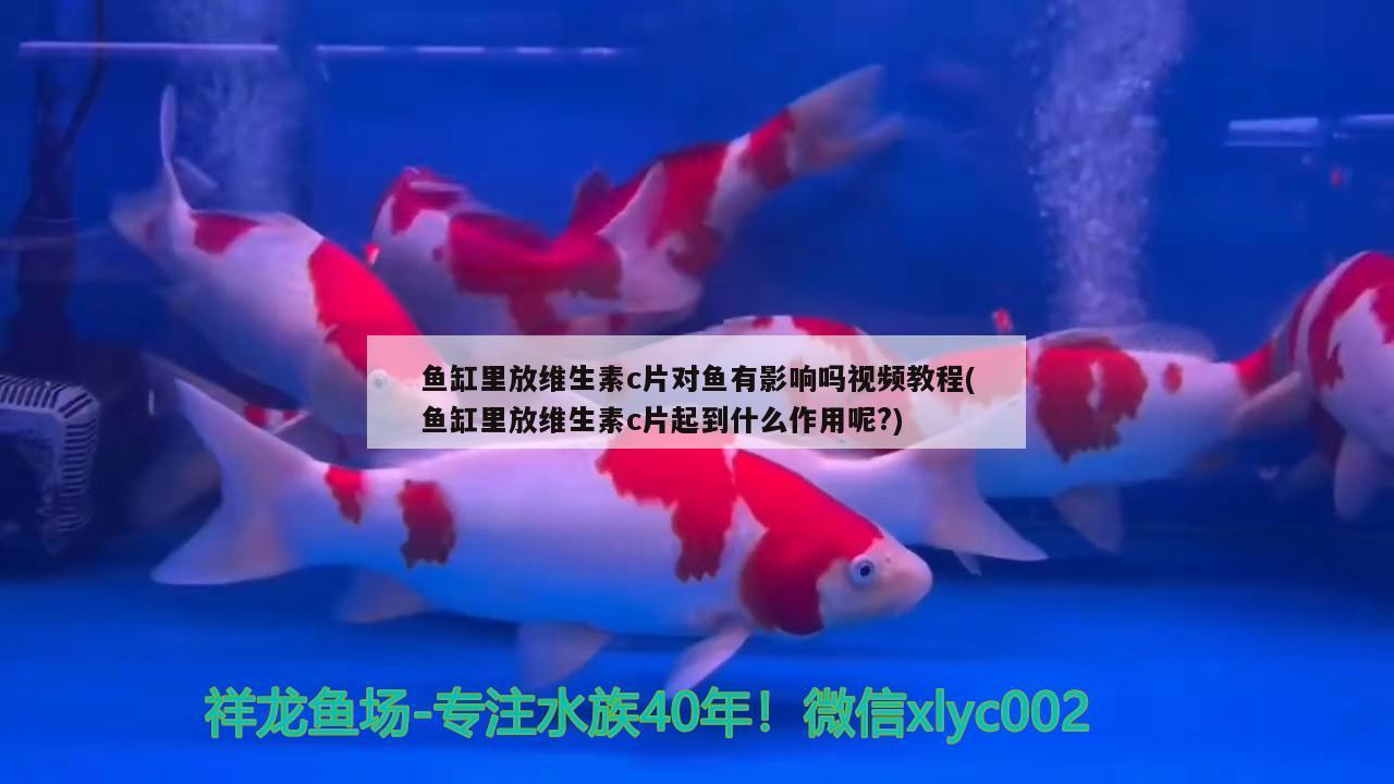 魚(yú)缸里放維生素c片對(duì)魚(yú)有影響嗎視頻教程(魚(yú)缸里放維生素c片起到什么作用呢?)