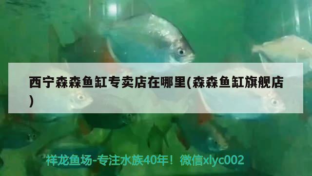 西寧森森魚缸專賣店在哪里(森森魚缸旗艦店) 赤焰中國虎魚