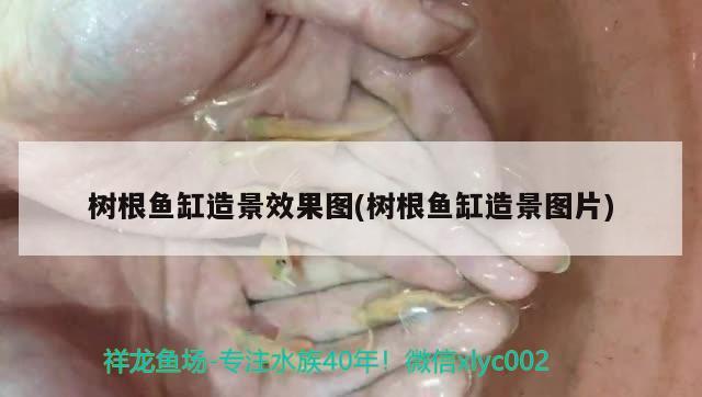 樹根魚缸造景效果圖(樹根魚缸造景圖片) 白子黃化銀龍魚