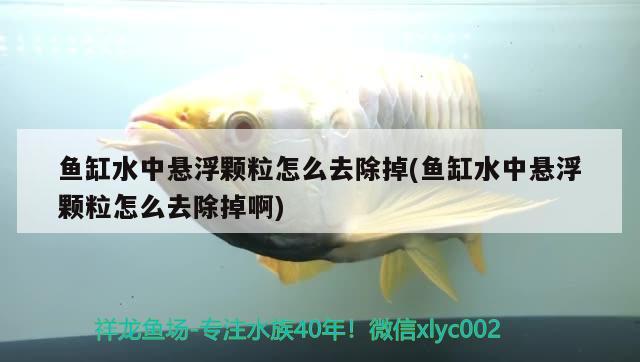 魚缸水中懸浮顆粒怎么去除掉(魚缸水中懸浮顆粒怎么去除掉啊)