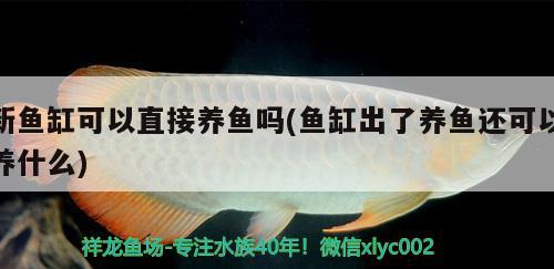 新魚缸可以直接養(yǎng)魚嗎(魚缸出了養(yǎng)魚還可以養(yǎng)什么) 帝王三間魚 第1張