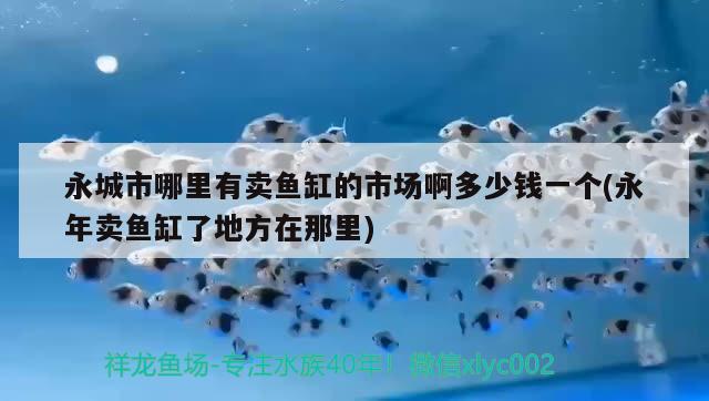 永城市哪里有賣魚缸的市場啊多少錢一個(gè)(永年賣魚缸了地方在那里)