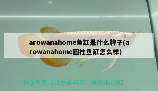 arowanahome魚缸是什么牌子(arowanahome圓柱魚缸怎么樣) 白化火箭魚