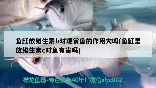 魚缸放維生素b對(duì)觀賞魚的作用大嗎(魚缸里放維生素c對(duì)魚有害嗎)