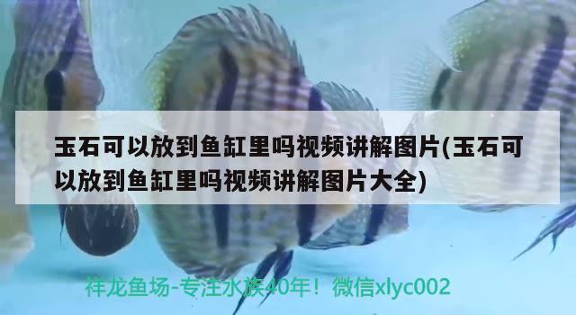 玉石可以放到魚缸里嗎視頻講解圖片(玉石可以放到魚缸里嗎視頻講解圖片大全) 元寶鳳凰魚專用魚糧