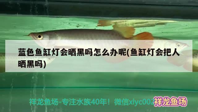 藍(lán)色魚缸燈會(huì)曬黑嗎怎么辦呢(魚缸燈會(huì)把人曬黑嗎)