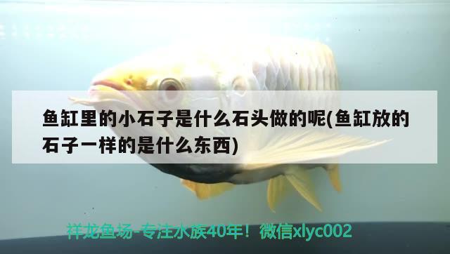 魚缸里的小石子是什么石頭做的呢(魚缸放的石子一樣的是什么東西) 七彩神仙魚