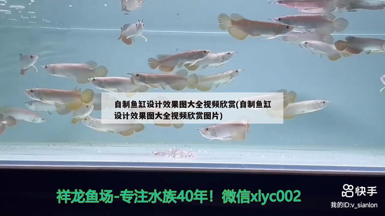 自制魚缸設(shè)計效果圖大全視頻欣賞(自制魚缸設(shè)計效果圖大全視頻欣賞圖片) 細線銀版魚