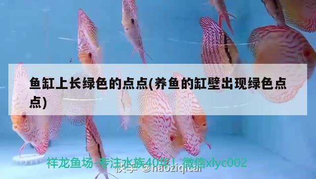 魚缸上長綠色的點(diǎn)點(diǎn)(養(yǎng)魚的缸壁出現(xiàn)綠色點(diǎn)點(diǎn)) 球鯊魚