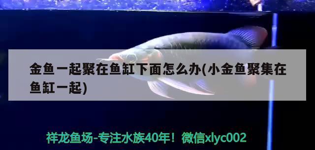 金魚一起聚在魚缸下面怎么辦(小金魚聚集在魚缸一起) 三間鼠魚