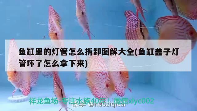 魚缸里的燈管怎么拆卸圖解大全(魚缸蓋子燈管壞了怎么拿下來) 麥肯斯銀版魚